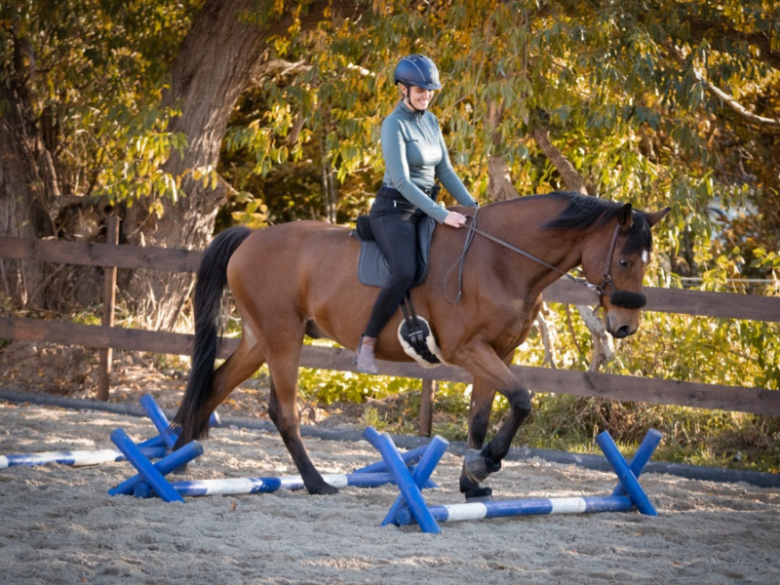 Auch ein einfacher Stangenparcours fordert Pferd und Reiter.