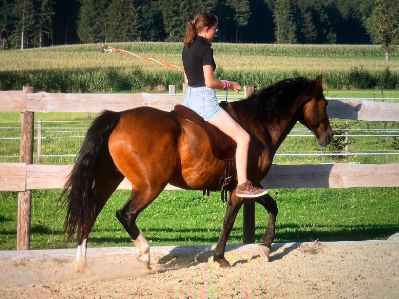 Lola am Außenplatz mit Garrido Reitkissen