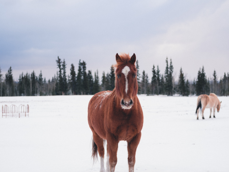 Pferde sind auch im Winter motiviert